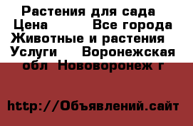 Растения для сада › Цена ­ 200 - Все города Животные и растения » Услуги   . Воронежская обл.,Нововоронеж г.